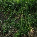 Oenanthe crocata 形態