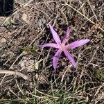 Colchicum cupanii Fleur