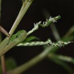 Paspalum repens Koor