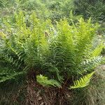 Dryopteris oreades 整株植物