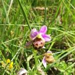 Ophrys holosericeaÕis