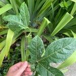 Passiflora edulis Folha