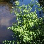 Sium latifolium Hoja