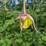 Geum × intermedium Kwiat