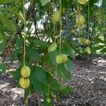 Barringtonia acutangula Fruit