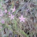 Centaurium quadrifolium Fleur