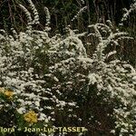 Spiraea media Habitus