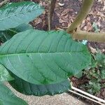 Voacanga africana Blad