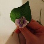 Viola palustris Drugo