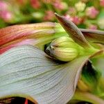 Alstroemeria aurea Лист