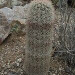 Echinocereus dasyacanthus Хабит