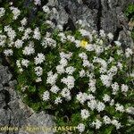 Asperula hirta Habit