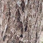 Tilia chinensis Corteza