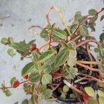 Peperomia verticillata Feuille