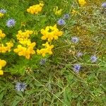 Lotus corniculatusFlower