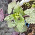 Lunaria annuaBlad