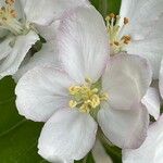 Malus domestica Blomma