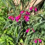 Gladiolus × byzantinus Blomst