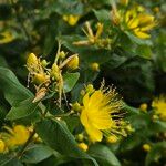 Hypericum hircinum Habitat