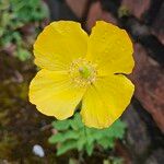 Papaver cambricum Blomma