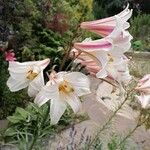Lilium regale Çiçek
