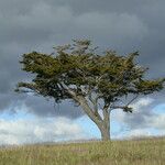 Nothofagus pumilio その他の提案