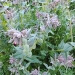 Nonea vesicaria Flor