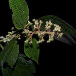 Miconia longicoma Blodyn