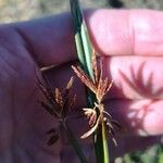 Cyperus rotundus Flower