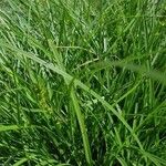 Carex muricata आदत