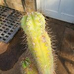 Cereus jamacaru List