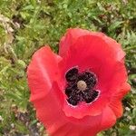 Papaver setiferum Květ