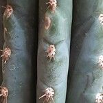 Trichocereus macrogonus Bark