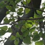 Erythrina caffra Blatt