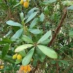 Arbutus × andrachnoides Leht