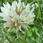 Trifolium nigrescens Fleur