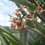 Alpinia zerumbet Flower