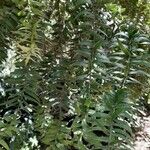 Araucaria bidwillii List