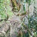 Echinochloa muricata Fruit