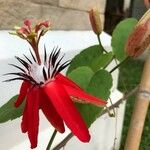 Passiflora miniata Kvet