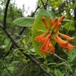 Lonicera ciliosa Цвят