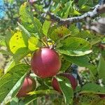 Malus domestica Fruit