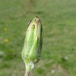 Scorzonera humilis Outro