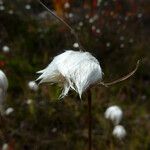 Eriophorum virginicum Fruto