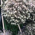 Allium ampeloprasum Ovoce