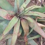 Aloe erythrophylla