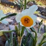 Narcissus tazetta Kwiat