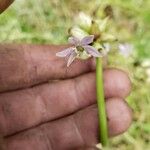 Allium canadense Blüte