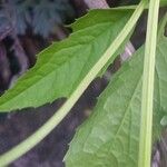 Cyclanthera pedata 樹皮