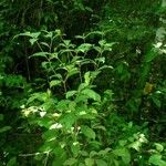 Croton brevipes Natur